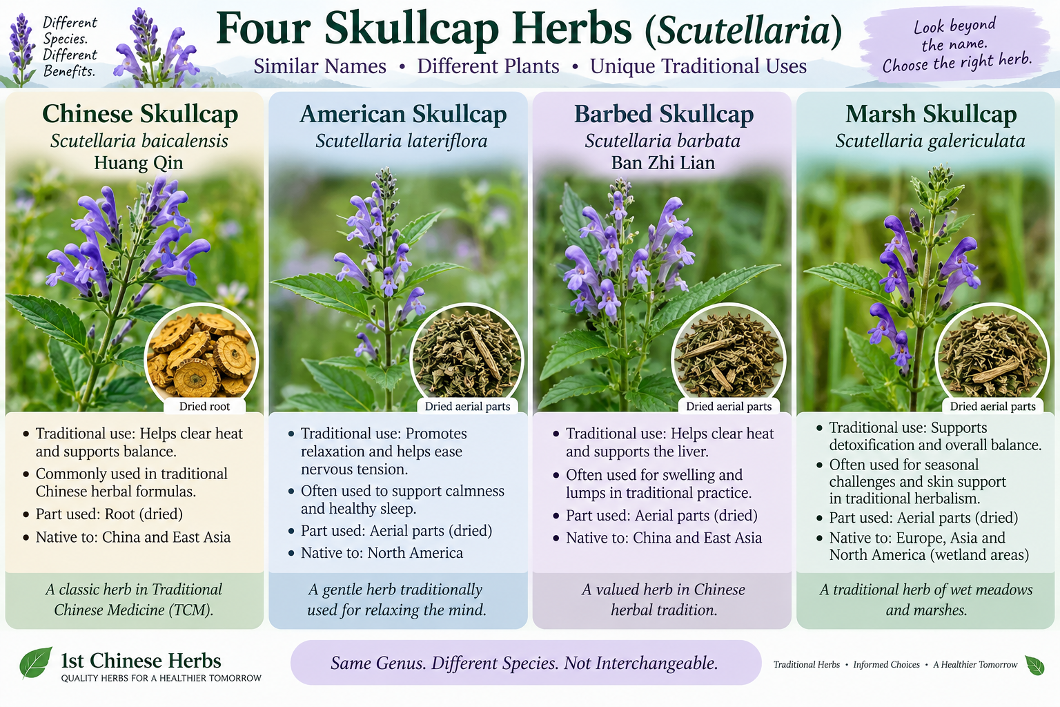 Four Skullcap Herbs: Chinese, American, Barbed & Marsh Skullcap