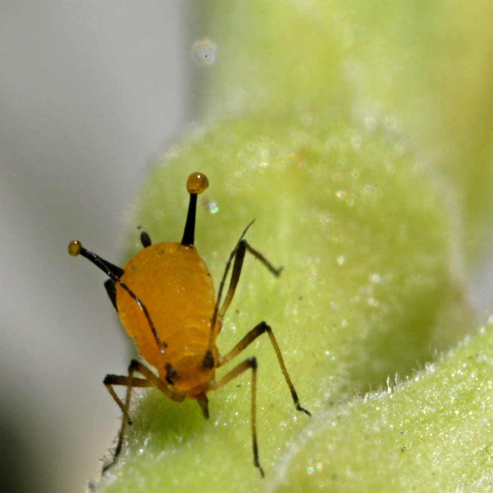 Aphid