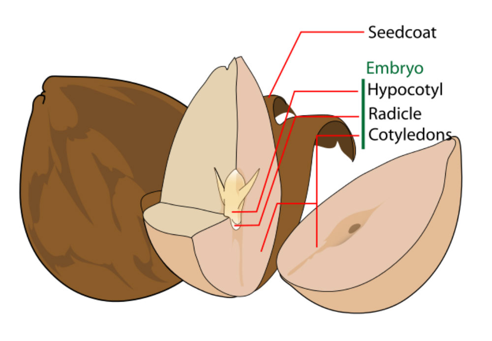 avocado-seed-diagram-en.svg-1-.png
