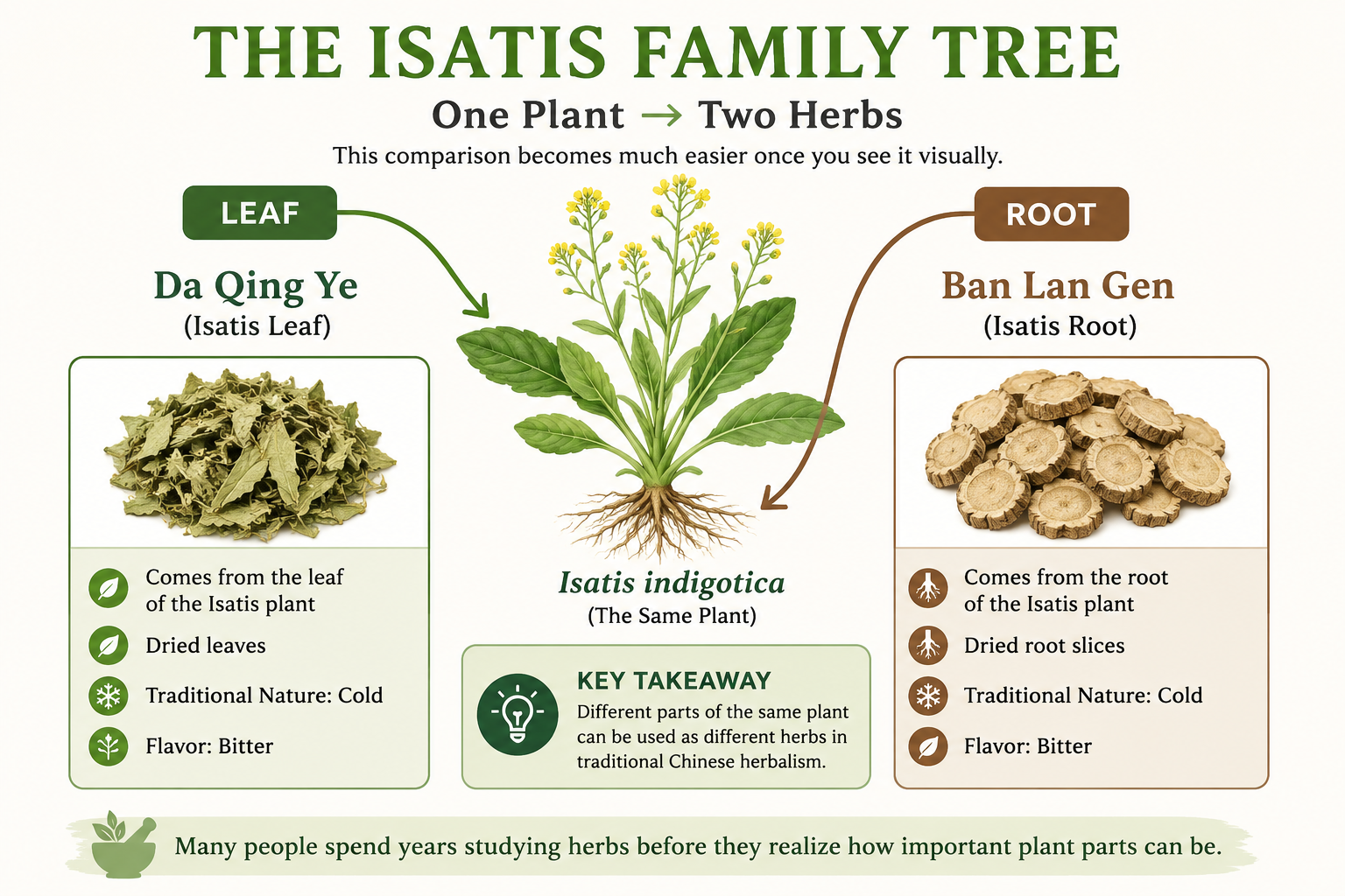 Understanding how this is one plant but two different functions of the same herb