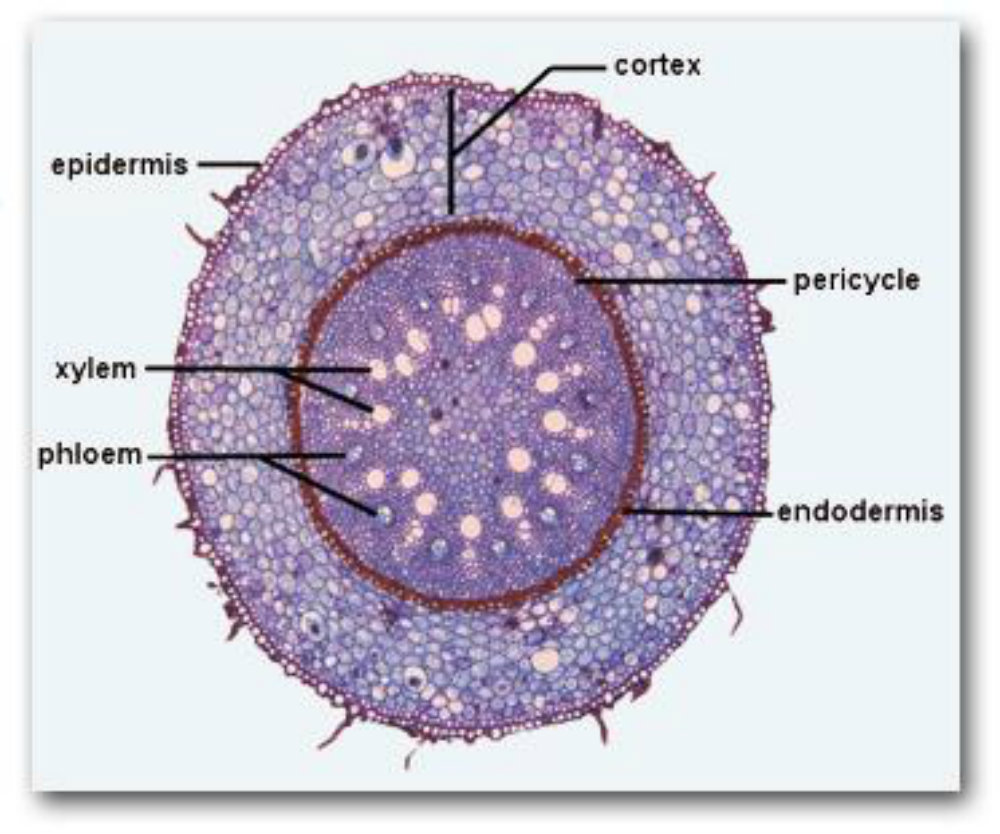 dicot.jpg