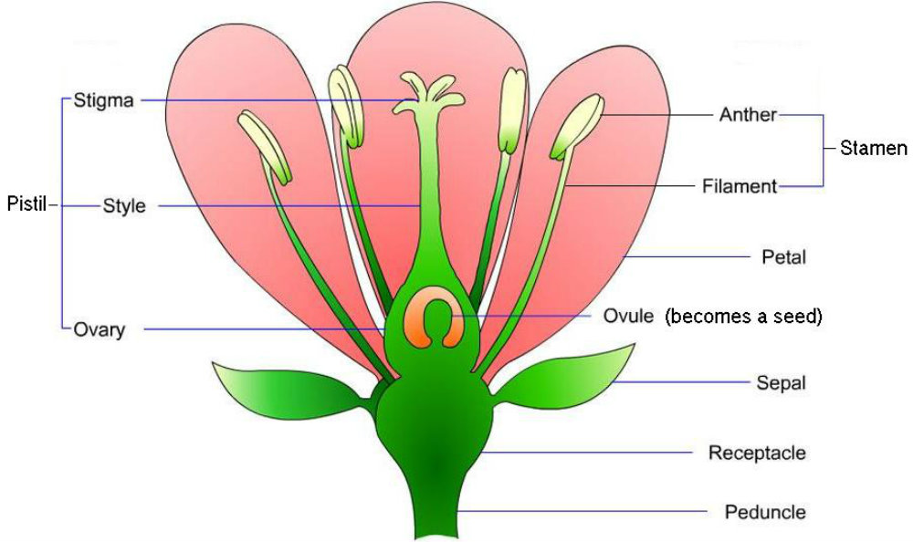 flower-parts-pt.jpg