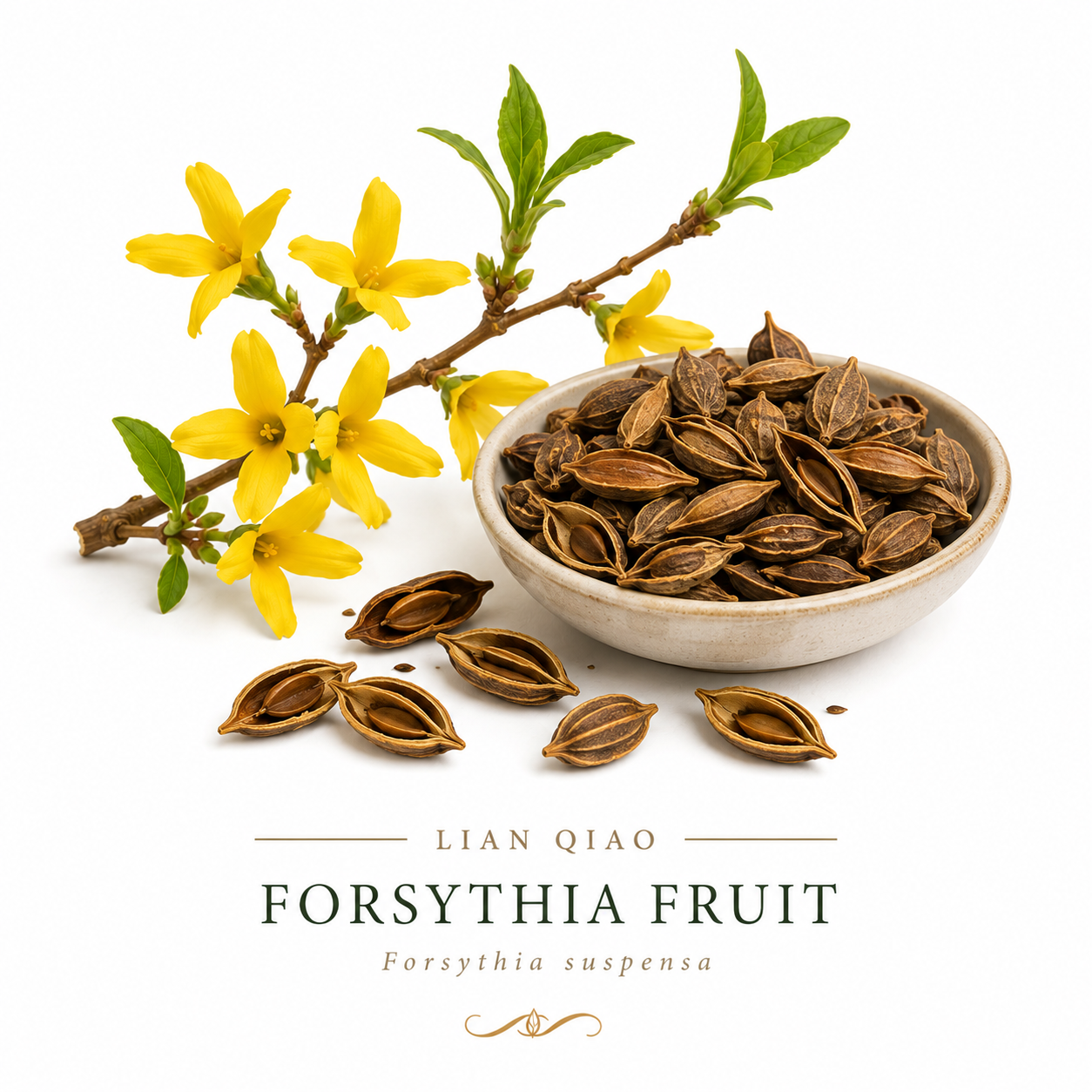 How to use lian qiao during the winter months forsythis fruit, and flower