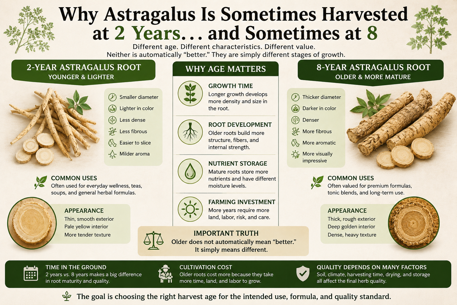 Comparison infographic showing 2-year versus 8-year astragalus root and how harvest age changes texture, density, aroma, color, fiber development, appearance, and overall herb quality in traditional Chinese herbs.