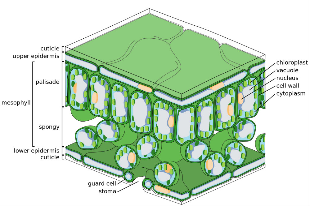 leaf-tissue-structure.svg.png