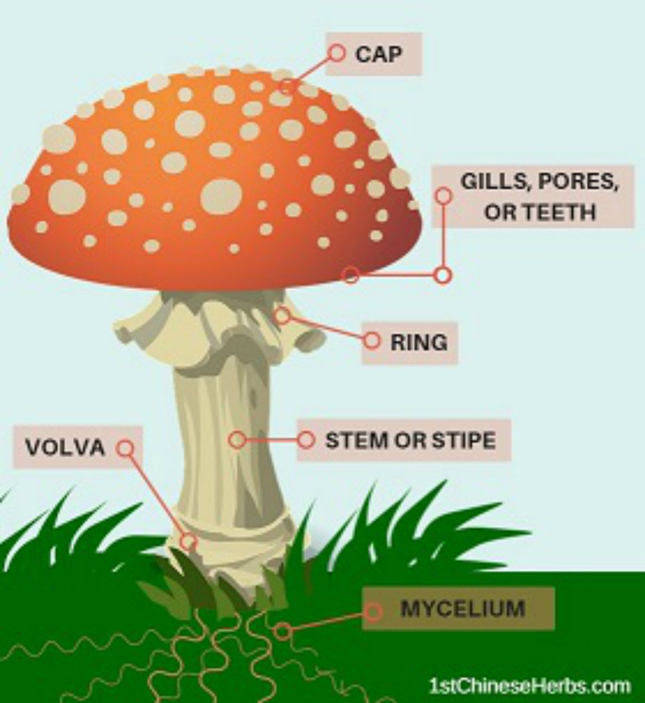 Medicinal Mushrooms - Investigate the health advantages. 1st Chinese