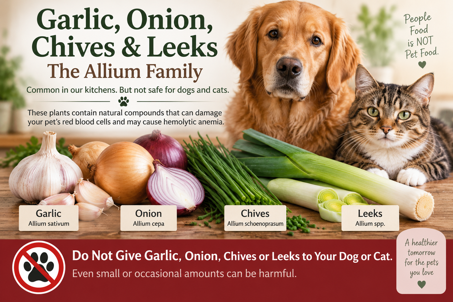 These are common foods in our kitchens but should not be added to our pets diet What not to feed your cat or dog