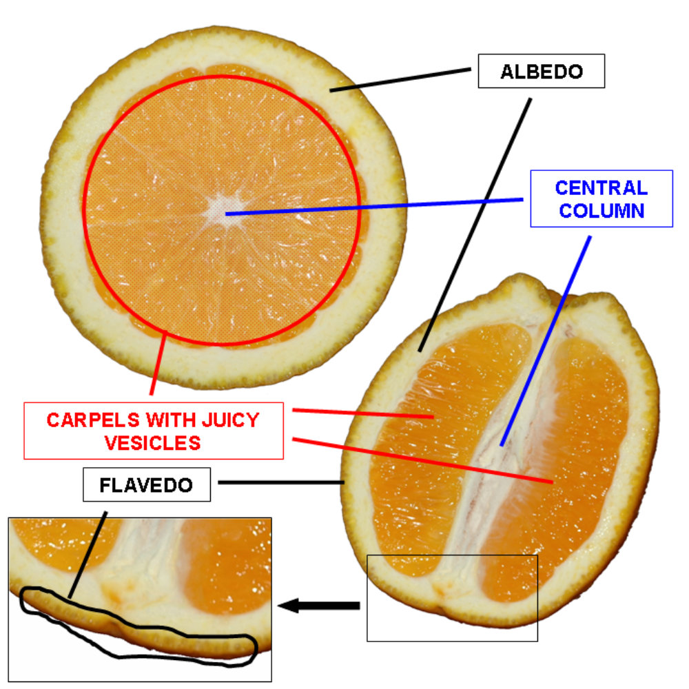 Orange cross section