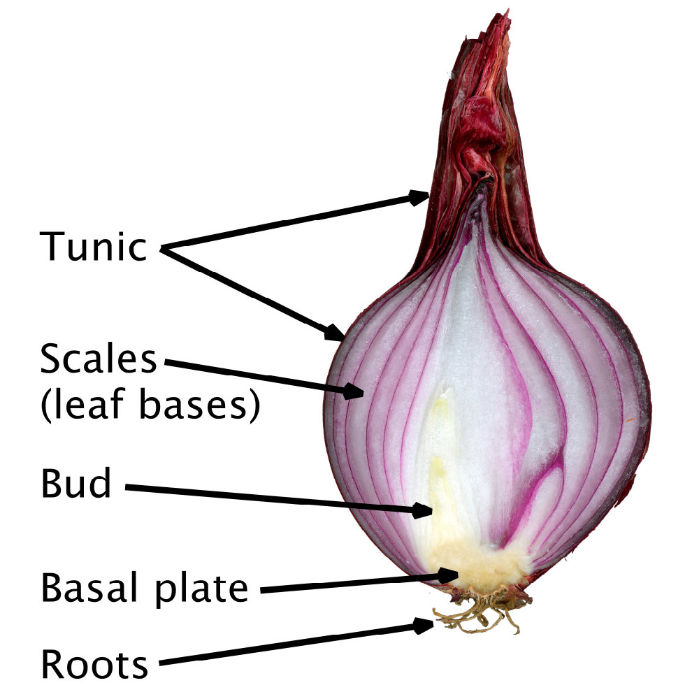 red-onion-cut-labelled.svg.png