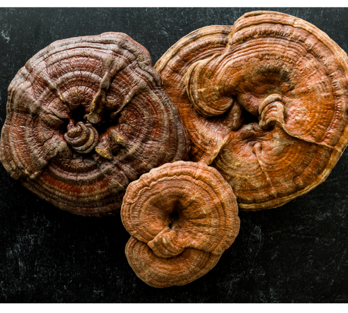 What does a reishi mushroom look like Reishi mushrooms, also known as ling zhi
