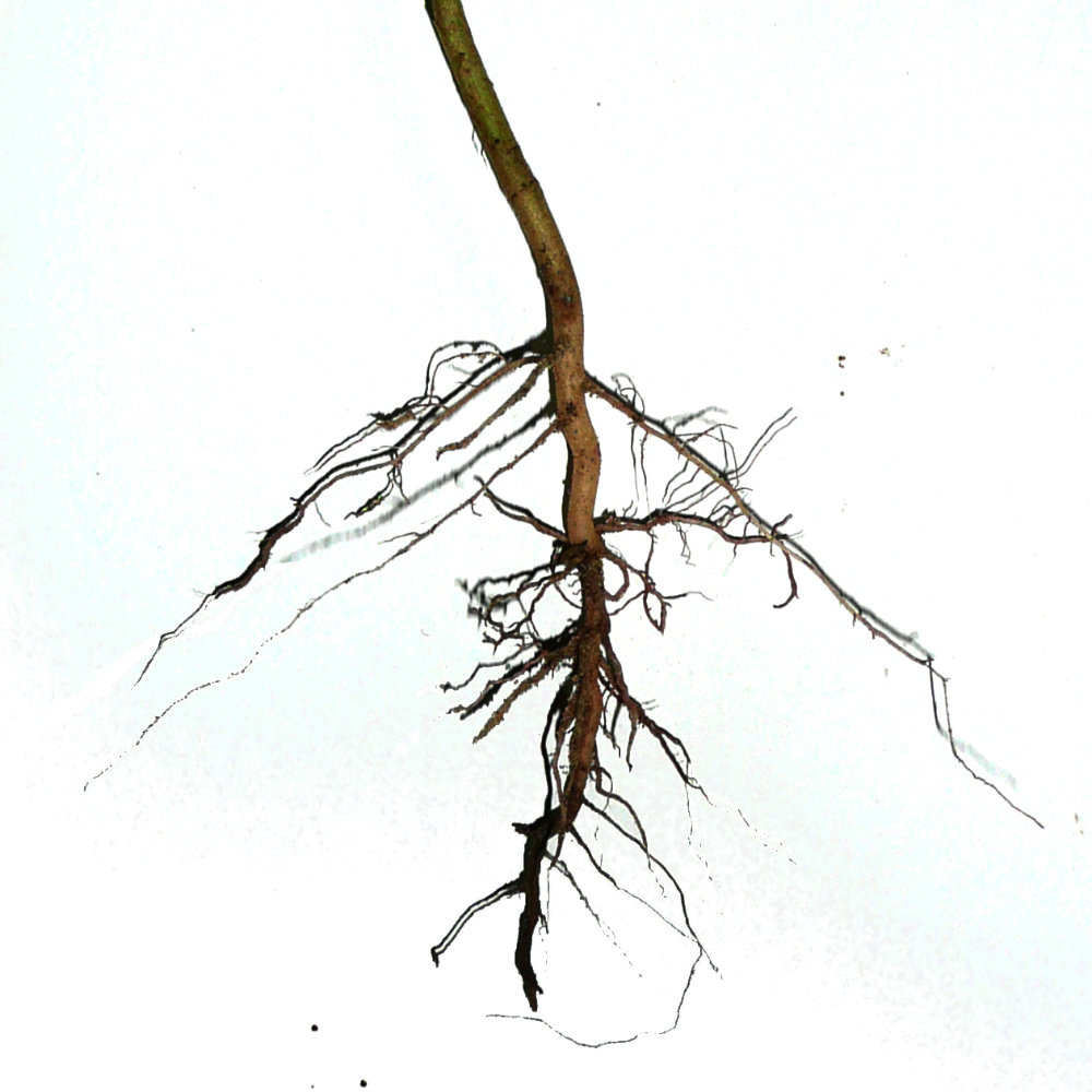 Diagram of roots