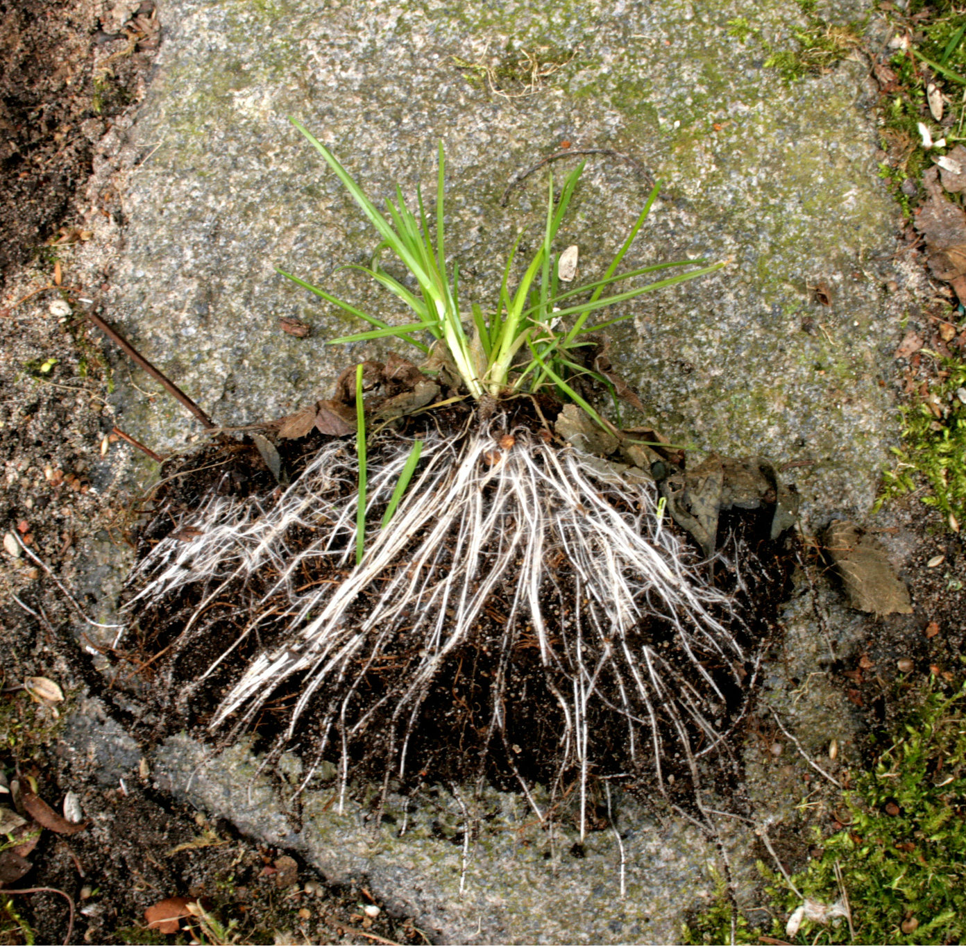 Picture of roots
