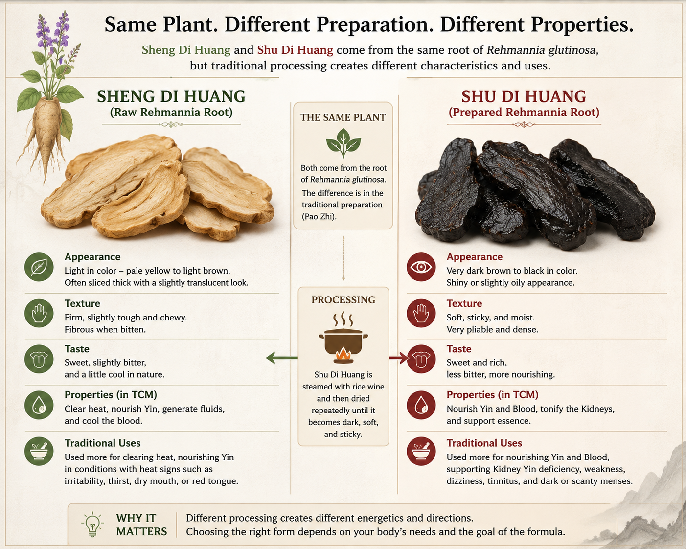 Comparison infographic showing Sheng Di Huang (raw Rehmannia root) and Shu Di Huang (prepared Rehmannia root) made from the same Rehmannia plant but processed differently through traditional Chinese herb preparation methods known as Pao Zhi. Graphic explains differences in color, texture, aroma, appearance, traditional preparation, and herb characteristics.