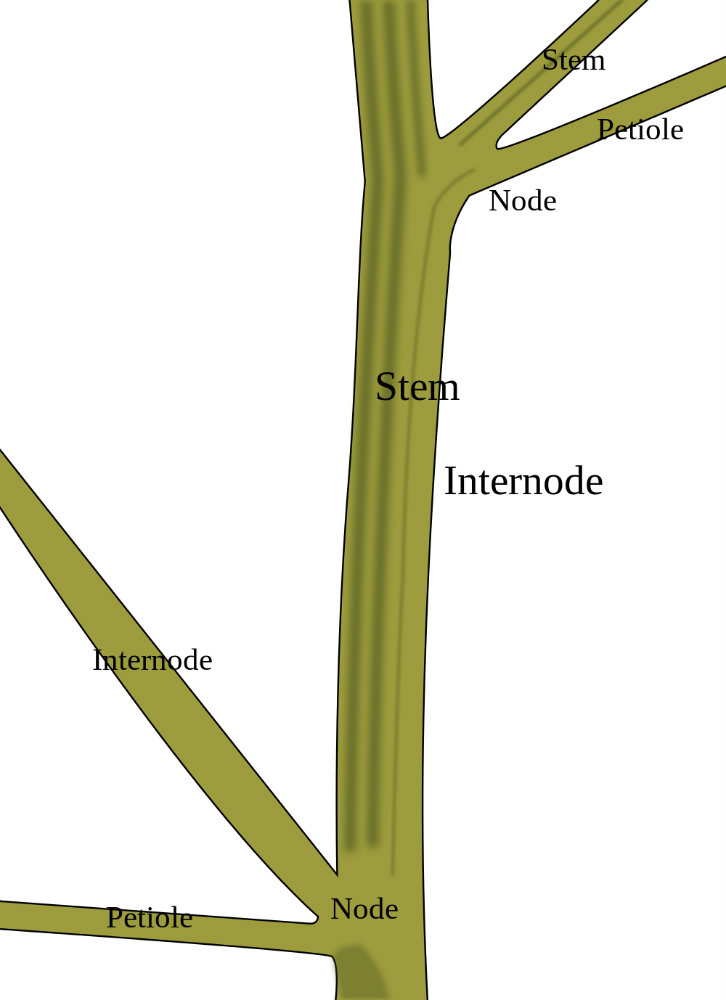 define stem in biology