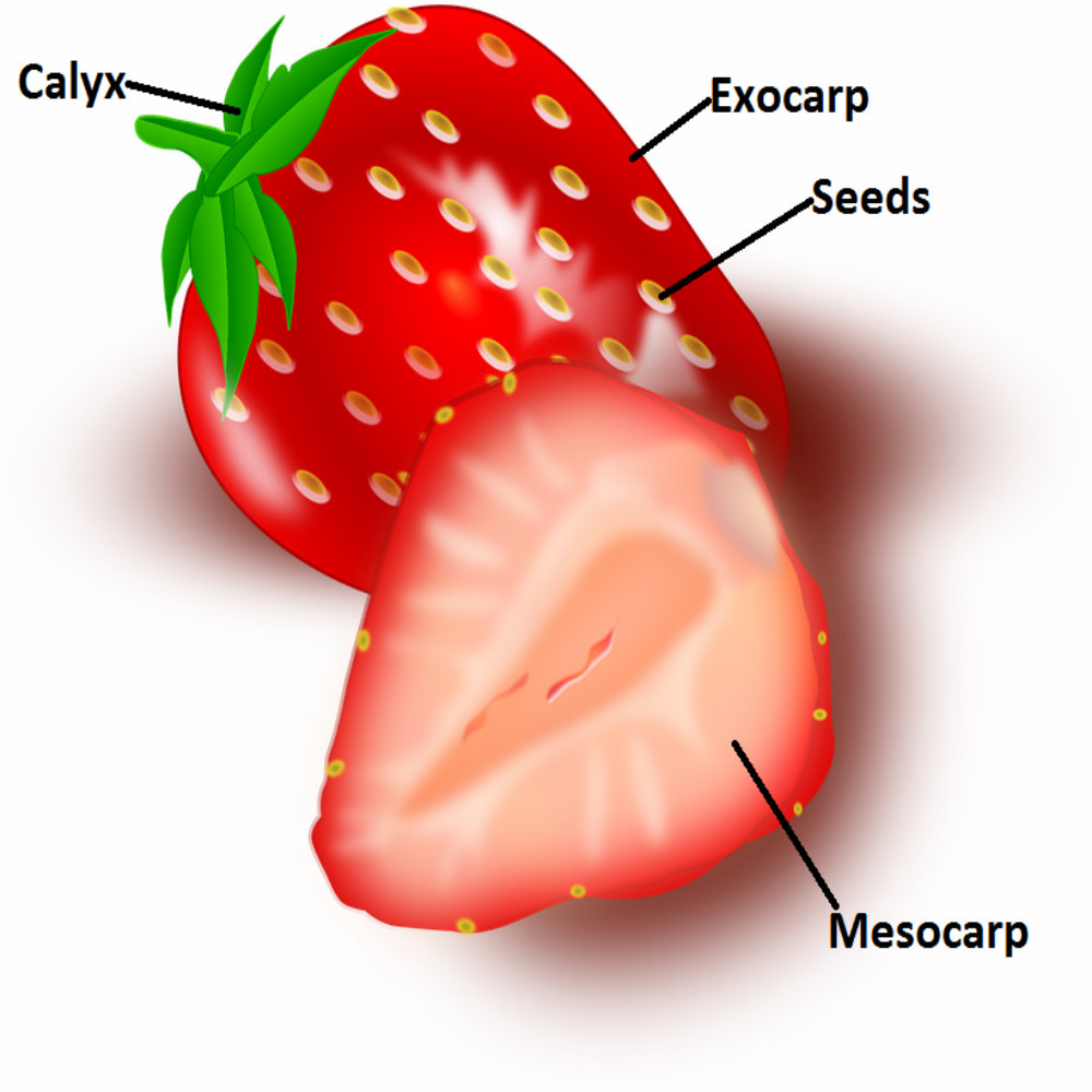 Strawberry Structure