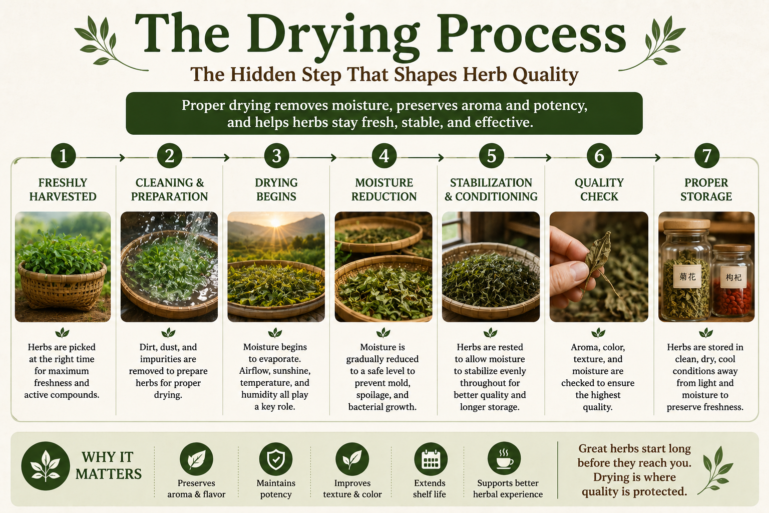 The Drying Process of Chinese Herbs | Sun-Dried vs Machine-Dried Herb Quality Guide Educational infographic of how the herb drying process takes place