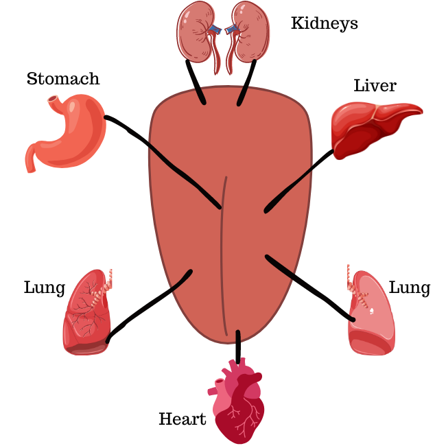 tongue diagnosis, what parts of the tongue are for the organs,