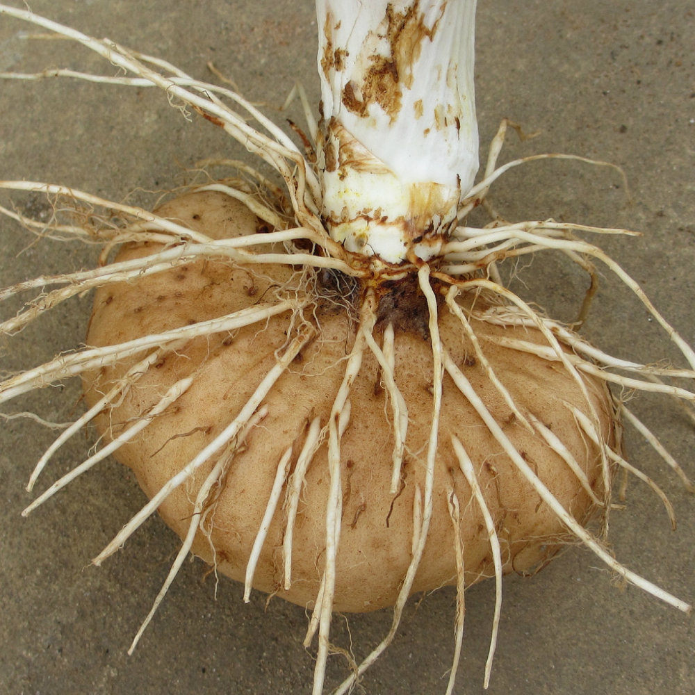 Picture of a tuber