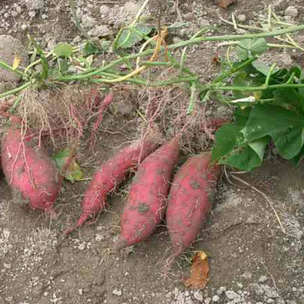 tuber display