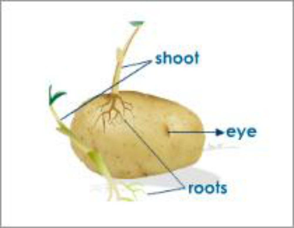 Vegetative Reproduction In Sweet Potato