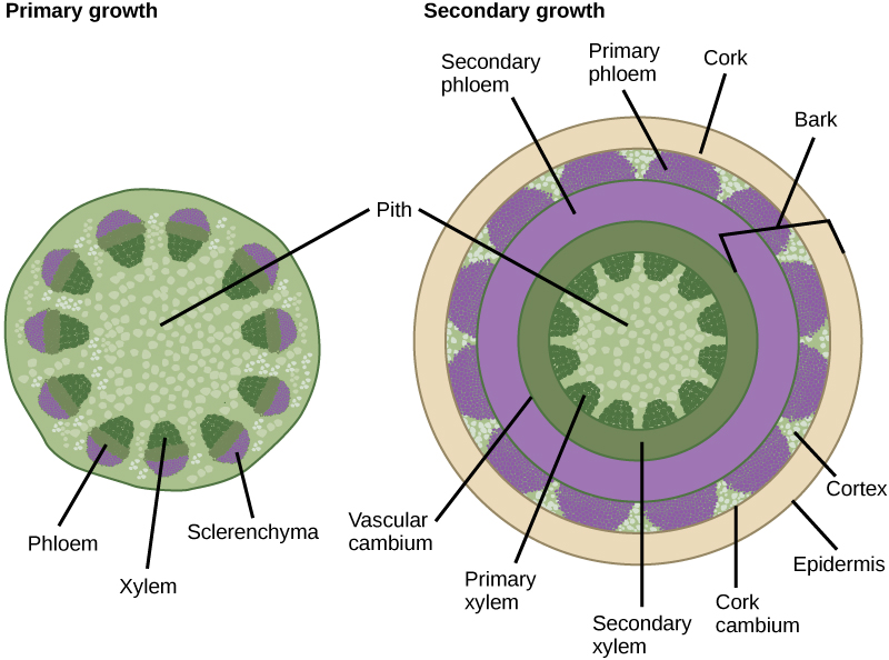 Woody Stem Cross-Section